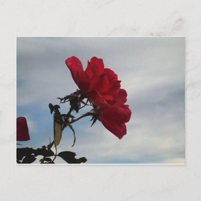 Carte Postale Roses rouges contre un ciel bleu vif (Devant)