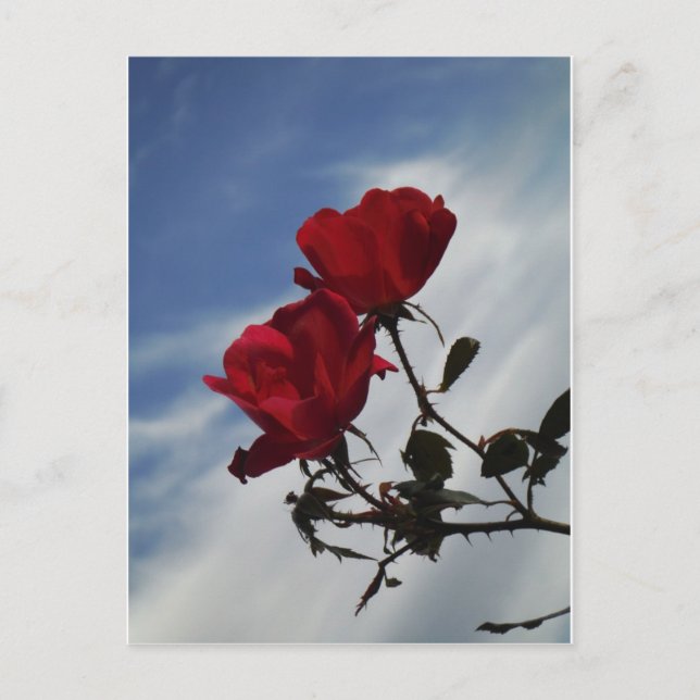 Carte Postale Roses rouges contre un ciel bleu vif (Devant)