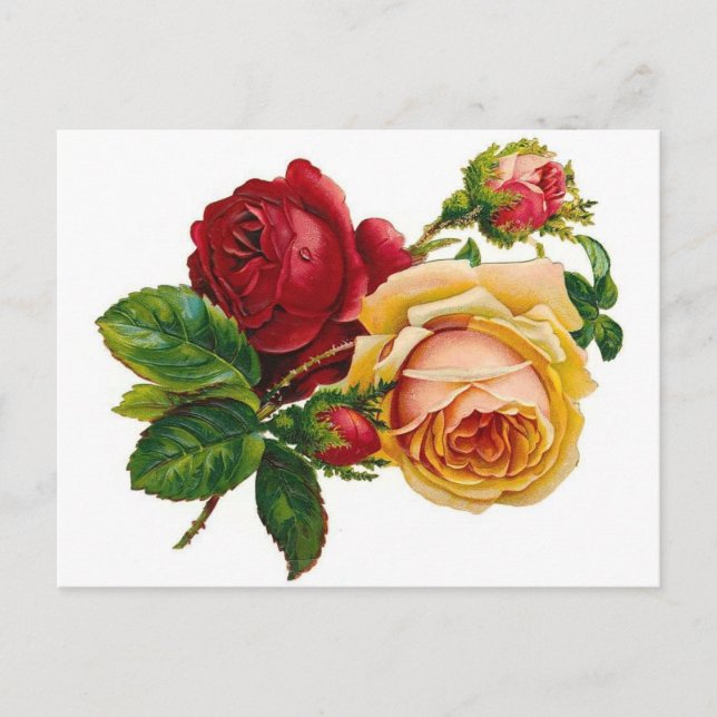 Carte Postale Roses rouges et jaunes (Devant)