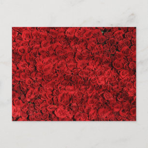 Carte Postale Roses rouges - photo de près