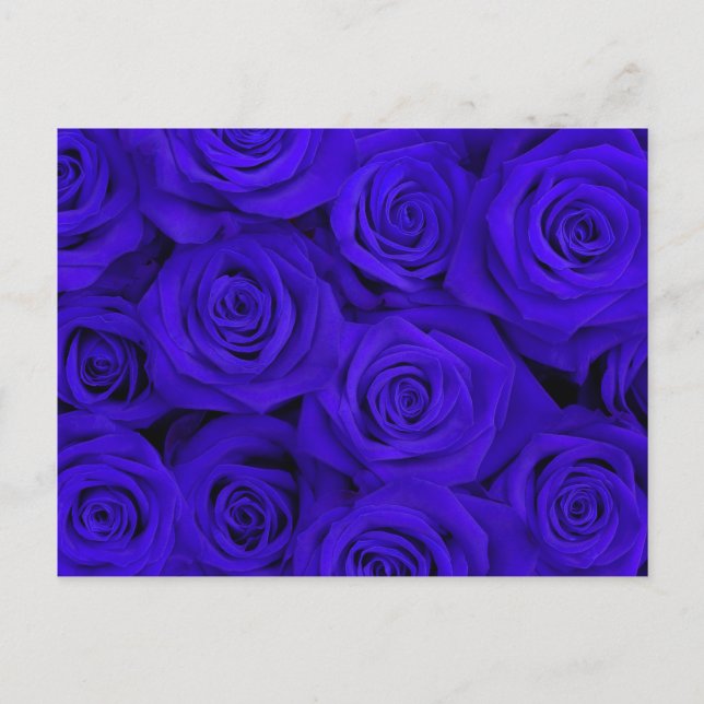Carte Postale Roses spectaculaires bleus (Devant)