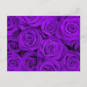 Carte Postale Roses spectaculaires pourpres