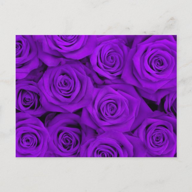Carte Postale Roses spectaculaires pourpres (Devant)