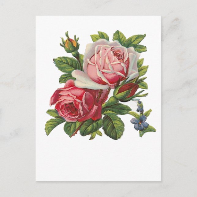 Carte Postale ROSES vintages (Devant)