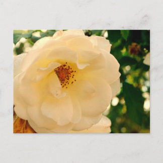 Carte Postale Rosie oh Rosie 2