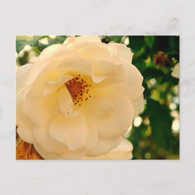 Carte Postale Rosie oh Rosie 2 (Devant)