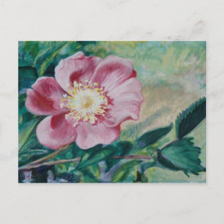 Carte Postale Rosier de Nootka ~ (Rosa nutkana)