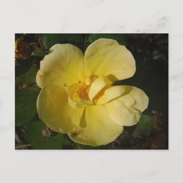 Carte Postale Rosier jaune sauvage (Devant)
