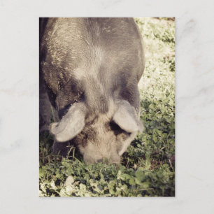 Carte Postale Rotation de porc noir dans l'herbe