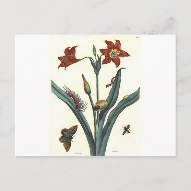 Carte Postale Rote Lilie par Maria Sibylla Merian (Devant)
