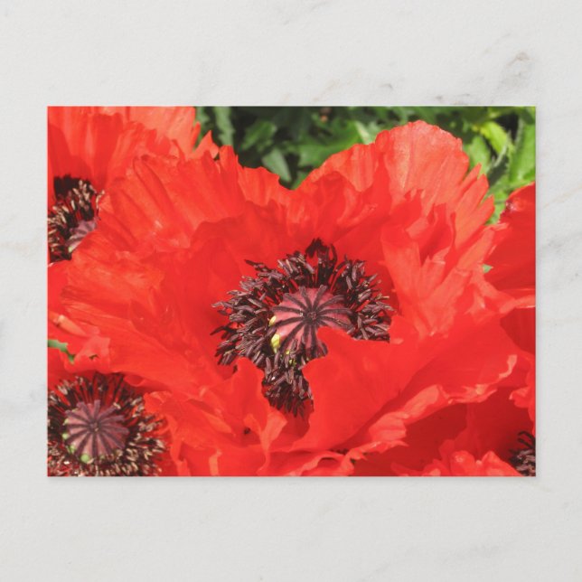 Carte Postale Roter Mohn (Devant)