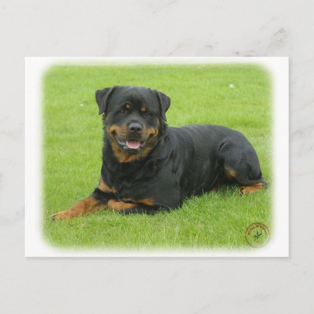 Carte Postale Rottweiler (Devant)