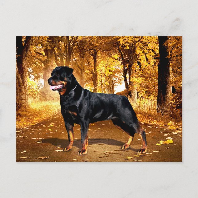 Carte Postale Rottweiler (Devant)