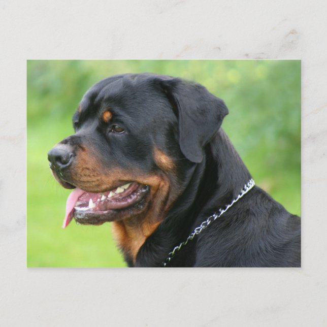 Carte Postale rottweiler (Devant)
