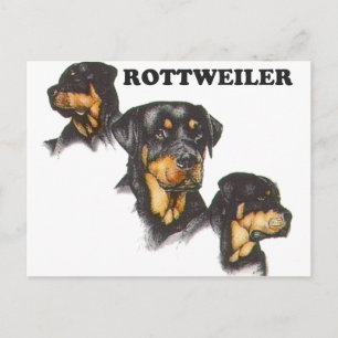 Carte Postale Rottweiler