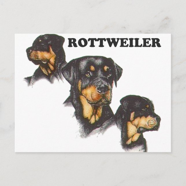 Carte Postale Rottweiler (Devant)