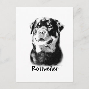 Carte Postale Rottweiler Charbon