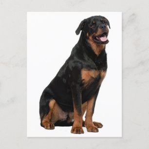 Carte Postale Rottweiler Chien Chien Chien Chien Chien Chien Chi