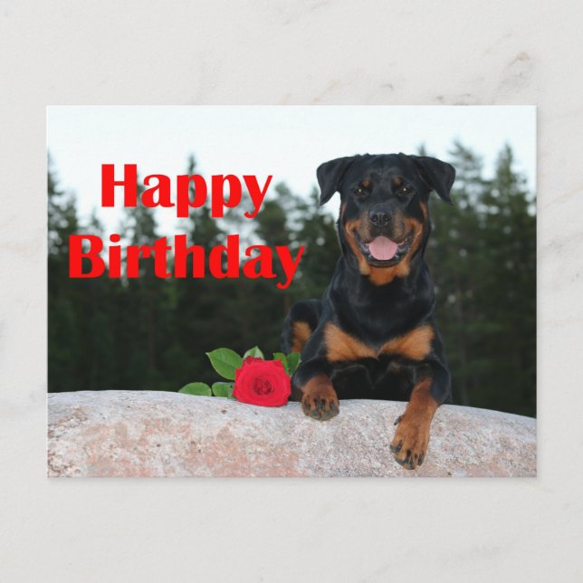 Carte Postale rottweiler joyeux anniversaire (Devant)