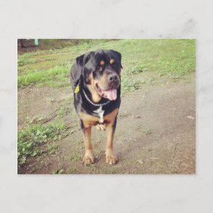 Carte Postale rottweiler plein