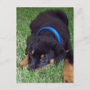 Carte Postale rottweiler pup.