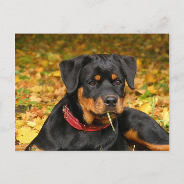 Carte Postale Rottweiler Pup Allongé Sur Le Terrain Dans La Forê (Devant)