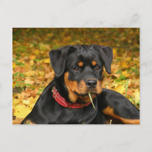 Carte Postale Rottweiler Pup Allongé Sur Le Terrain Dans La Forê