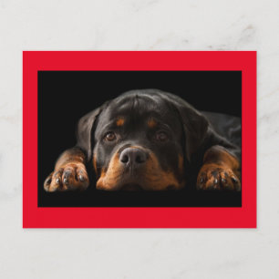 Carte Postale Rottweiler Puppy Dog Greeting