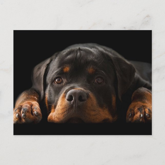 Carte Postale Rottweiler Puppy Dog Greeting (Devant)