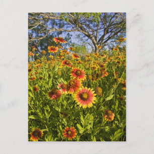 Carte Postale Roues à feu Gaillardia pulchella) fleurs sauvages