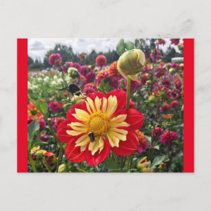 Carte Postale Roues Dahlia