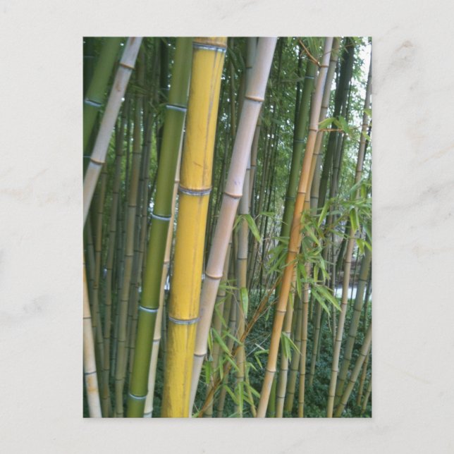Carte Postale Roues en bambou (Devant)