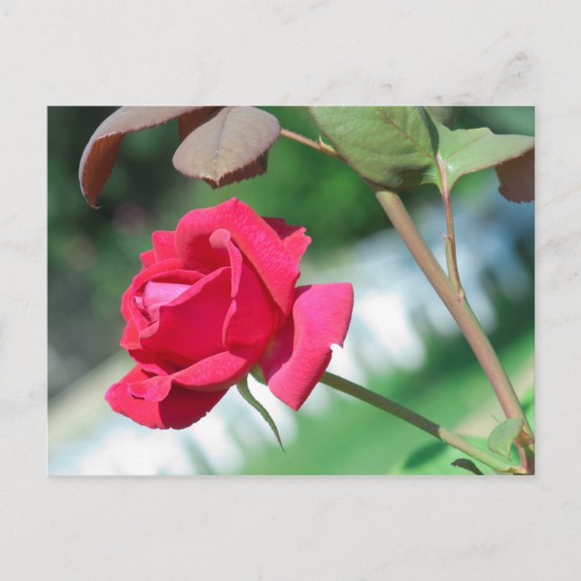 Carte Postale Rouge (Devant)
