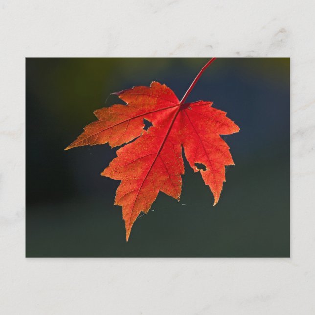 Carte Postale Rouge Acer rubrum) feuille rouge en automne, (Devant)