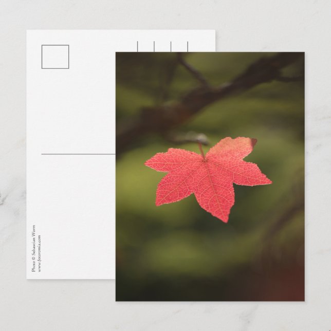 Carte Postale Rouge automne Maple Leaf Nature Photo (Devant / Derrière)