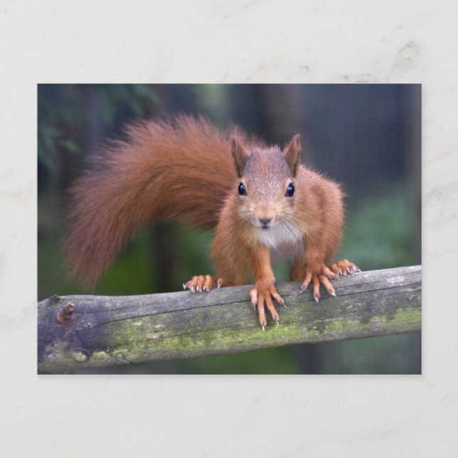 Carte postale rouge bébé (Devant)