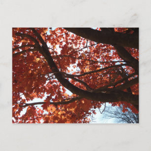 Carte Postale Rouge Branches d'érable Couleurs d'automne