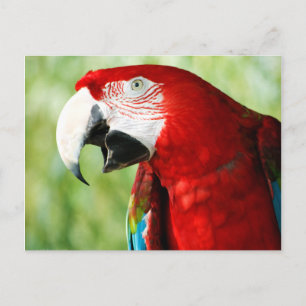 Carte Postale Rouge brillant