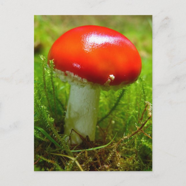 Carte Postale Rouge de champignon agarique (Devant)