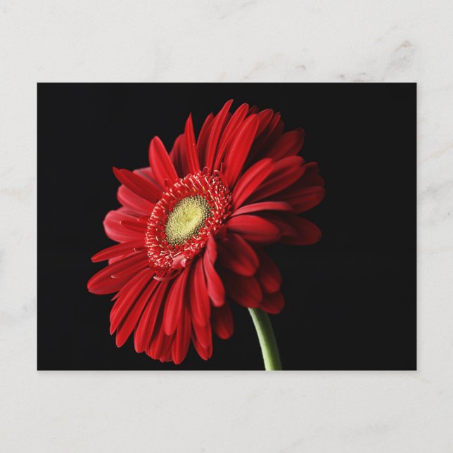 Carte postale rouge de marguerite de Gerber (Devant)