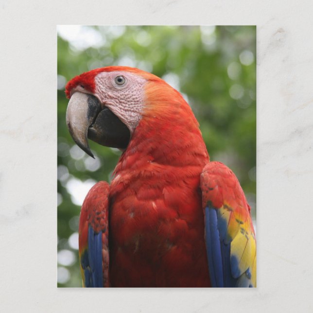 Carte Postale rouge écarlate (Devant)