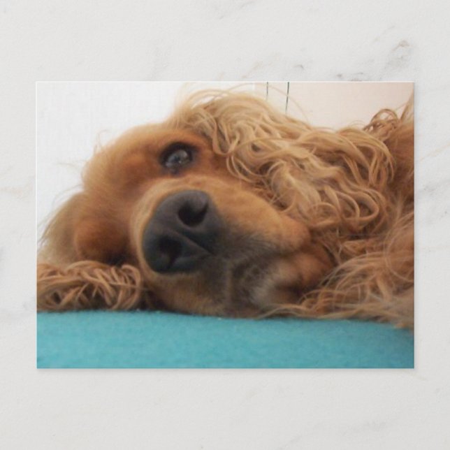 Carte Postale rouge english cocker spaniel 2.png (Devant)