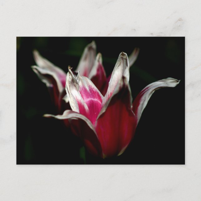 Carte Postale Rouge et blanc sur noir (Devant)