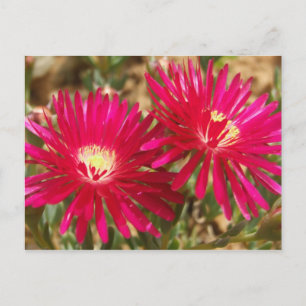 Carte postale Rouge Fig. Marigold