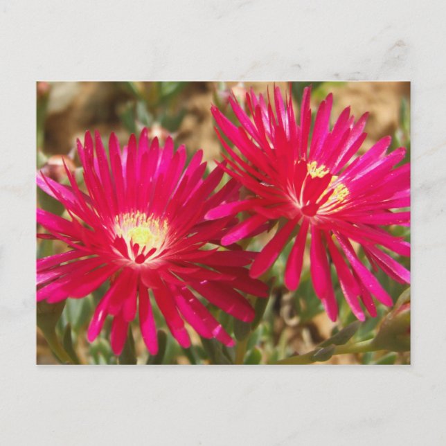Carte postale Rouge Fig. Marigold (Devant)