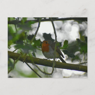 Carte Postale Rouge-gorge 