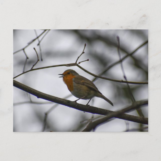 Carte Postale Rouge-gorge  (Devant)