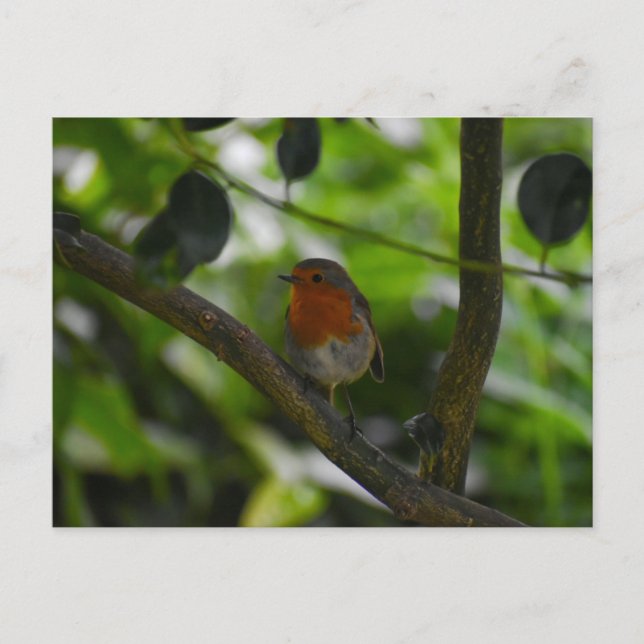 Carte Postale Rouge-gorge  (Devant)