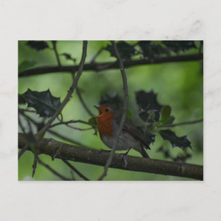 Carte Postale Rouge-gorge 