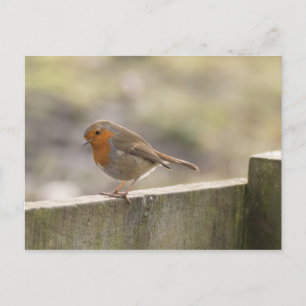 Carte Postale Rouge-gorge